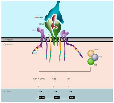Cancers Free Full Text Modulating T Cell Responses By Targeting Cd3 Cancers Free Full Text Modulating T Cell Responses By Targeting Cd3
