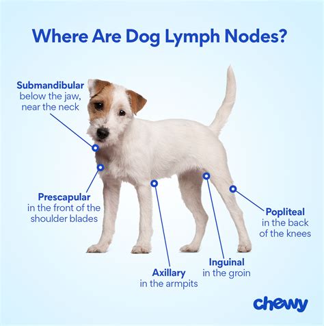 Canine Axillary Lymph Nodes Canine Axillary Lymph Nodes