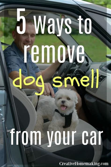 5 Ways Remove Dog Smell 5 Ways Remove Dog Smell