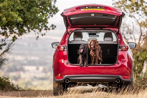 5 Tips for Dog Cars