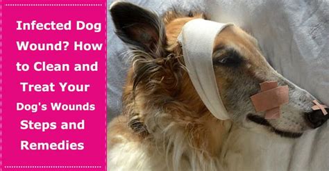 Care Of Open Wounds In Dogs Vca Animal Hospital Care Of Open Wounds In Dogs Vca Animal Hospital