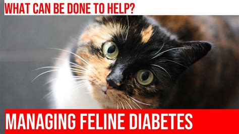 Caring For A Cat With Diabetes Tips Strategies Housepetscare Com Caring For A Cat With Diabetes Tips Strategies Housepetscare Com