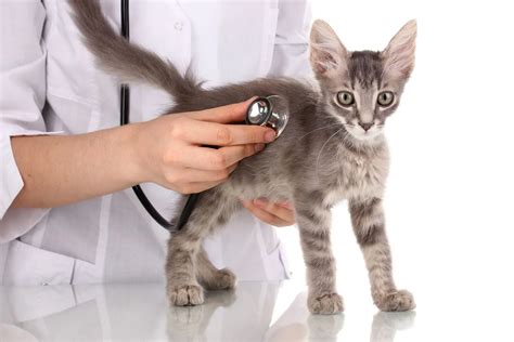 5 Tips Cat Care Marietta 5 Tips Cat Care Marietta