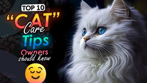 Cat Care Tips Every Cat Owner Should Know Housepetscare Com Cat Care Tips Every Cat Owner Should Know Housepetscare Com