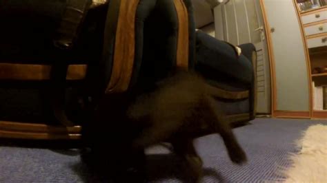 Cat Hits Head On Table Jukin Media Inc Cat Hits Head On Table Jukin Media Inc
