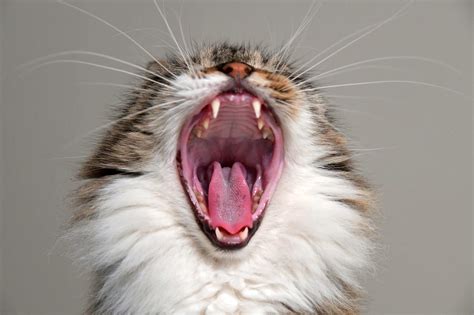 5 Tips Cat Mouth Care 5 Tips Cat Mouth Care