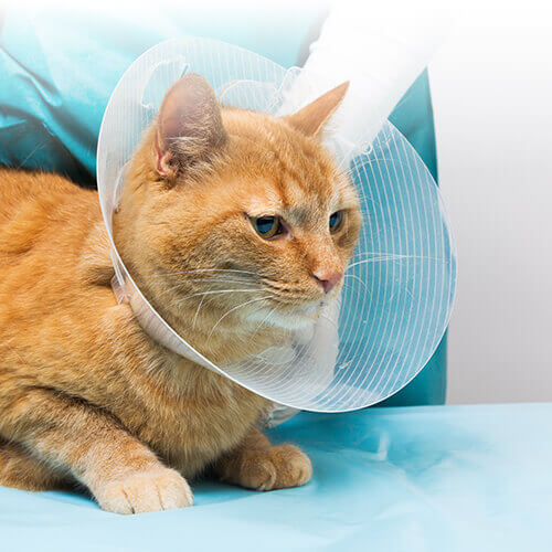 5 Tips Cat Spay Care 5 Tips Cat Spay Care