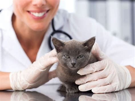Cat Spay And Neuter A Complete Guide For Owners Uk Pets Cat Spay And Neuter A Complete Guide For Owners Uk Pets
