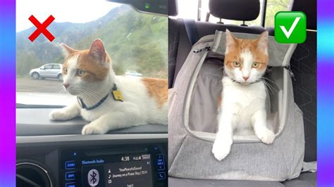 Cats in Car Seats Commercial