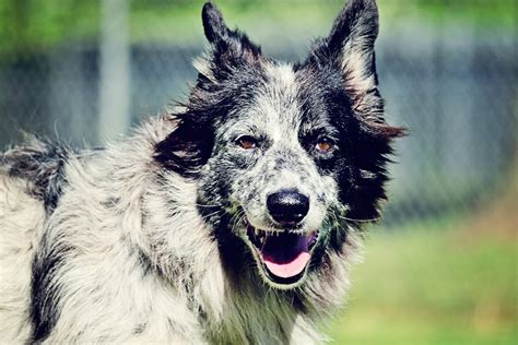 Charleston Dog Training Charleston Dog Boarding Charleston Dog Charleston Dog Training Charleston Dog Boarding Charleston Dog