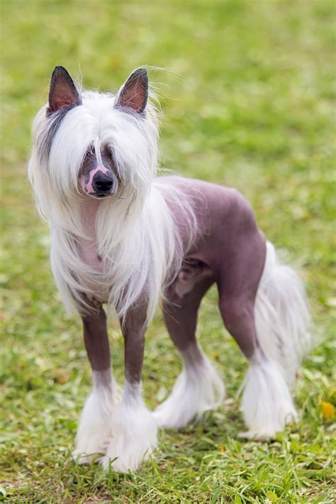 5 Tips Chinese Crested Dog Skin Care