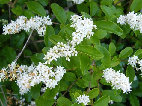Chinese Privet Uses