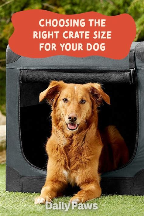 Choosing The Right Crate For Your Dog Our Fit Pets Choosing The Right Crate For Your Dog Our Fit Pets