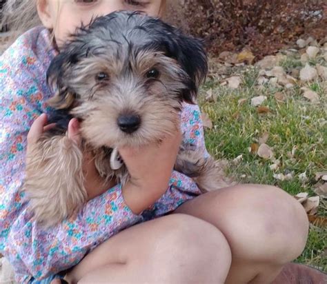 Colorado Animal Care Foundation Helps