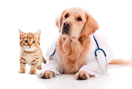 Companion Care Pet Plan May 2025 Companion Care Pet Plan May 2025