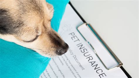 5 Tips Complete Care Pet Insurance