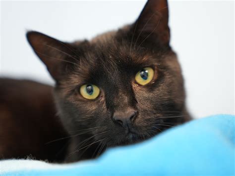 Contact Cove Animal Rescue Contact Cove Animal Rescue