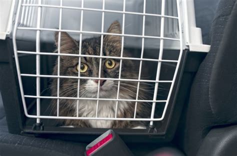 Crash Tested Crates And Carriers To Keep Pets Safe Crash Tested Crates And Carriers To Keep Pets Safe