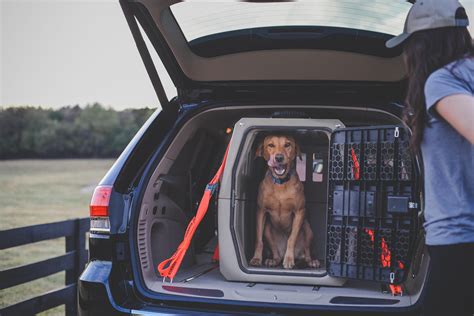 5 Tips Dog Car Crate