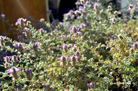 Creeping Dalea Creeping Dalea