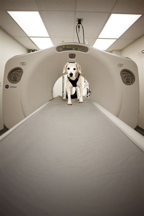 Ct Scan Animal Medical Center Of Seattle Ct Scan Animal Medical Center Of Seattle