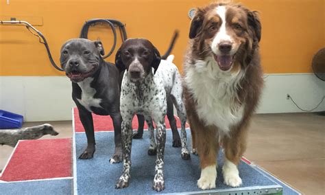 Daycare Dog Daycare Services Charlie S Place Daycare Dog Daycare Services Charlie S Place
