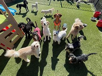 Daycare Ruff Resort Spa Daycare Ruff Resort Spa