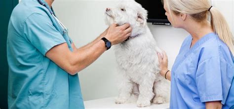 Dermatology Care for Pets