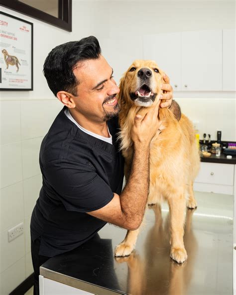Dip Vet Clinic In Dubai Emergency Pet Care At Noble Vet Dip Dip Vet Clinic In Dubai Emergency Pet Care At Noble Vet Dip