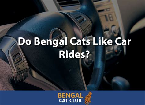 Do Bengal Cats Like Car Trips Bengal Cat Club Do Bengal Cats Like Car Trips Bengal Cat Club
