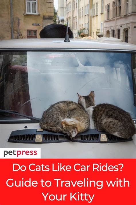 Do Cats Like Car Rides Do Cats Like Car Rides