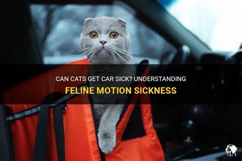 5 Tips Cats Car Sick 5 Tips Cats Car Sick