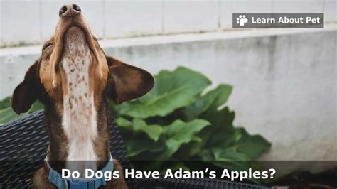 Does Dogs Have Adam's Apple Does Dogs Have Adam's Apple