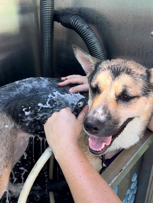 Dog Wash and Car Cleaning Services