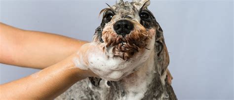 Dog Boarding Daycare Grooming Training Charleston Sc Dog Daze Dog Boarding Daycare Grooming Training Charleston Sc Dog Daze