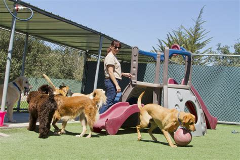 Dog Boarding In Torrance Ca Full Service Pet Boarding Dog Grooming Dog Boarding In Torrance Ca Full Service Pet Boarding Dog Grooming