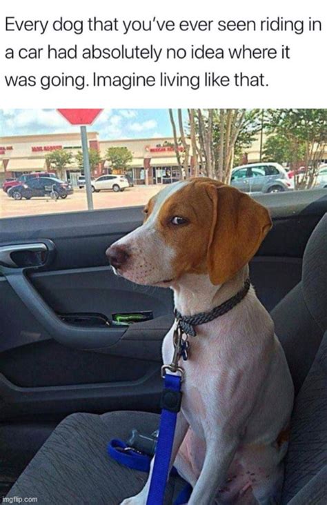 5 Dog Car Memes