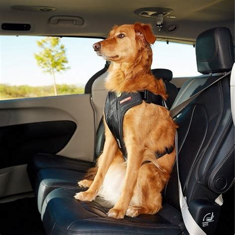 5 Dog Car Restraints