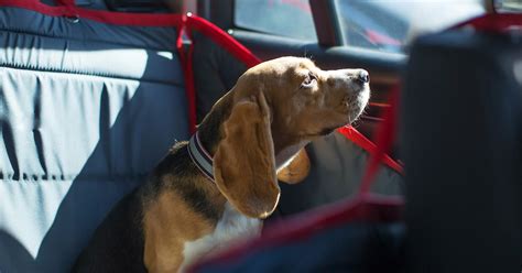 Dog Car Safety Lemonade Insurance Dog Car Safety Lemonade Insurance