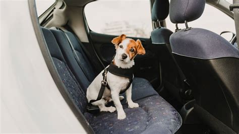 Dog Car Safety Tips Youtube Dog Car Safety Tips Youtube