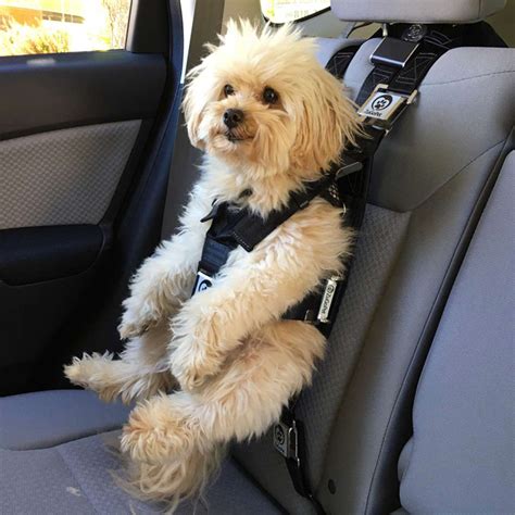 5 Dog Car Seat Shark Tank Picks