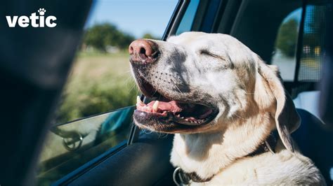 5 Tips Calm Dog Car Sick 5 Tips Calm Dog Car Sick