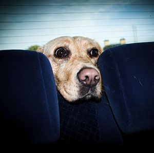Dog Car Sickness Natural Remedies That Work Dogs Naturally Atelier Dog Car Sickness Natural Remedies That Work Dogs Naturally Atelier