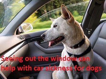 Dog Car Sickness Remedies Prevent Car Sickness For Dogs Just For Your Dog Dog Car Sickness Remedies Prevent Car Sickness For Dogs Just For Your Dog