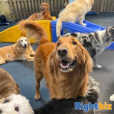 5 Tips Buying Dog Care Business