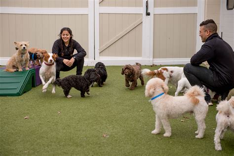 5 Dog Care Jobs