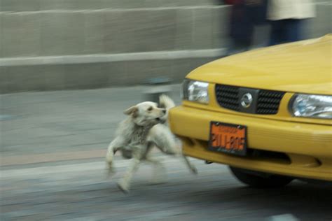 Dog Catches Car What Happens Dog Catches Car What Happens