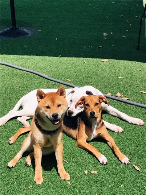 Boca Raton Dog Day Care Services