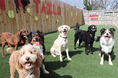 5 Tips Dog Day Care Cornelius