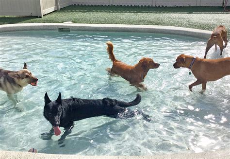 Dog Day Care Fort Myers Dog Day Care Fort Myers